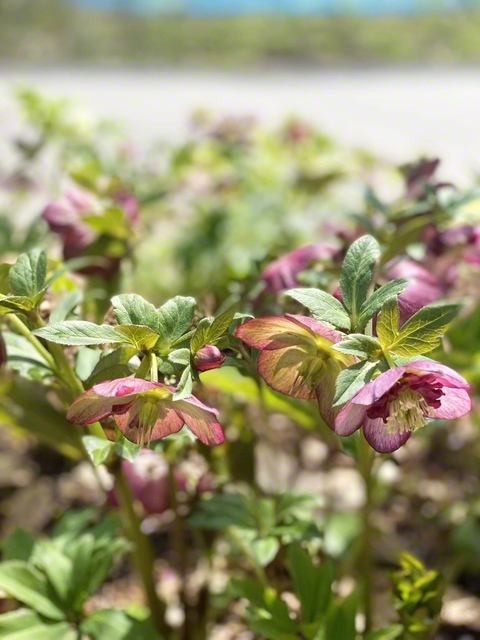 4月12日、東根市で