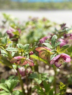 4月12日、東根市で