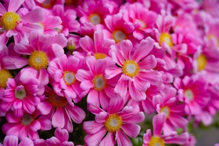 サイネリア。花言葉の一つ「喜び」を表すように（4月1日、松本市）