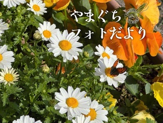 チョウも春を楽しんでいるのかな？　（4月16日、山陽小野田市、津嶋恵美通信員）
