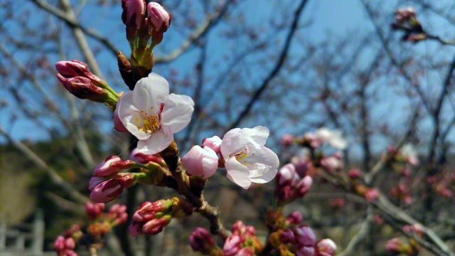 真野公園（4月3日、佐渡市、内海正満通信員）