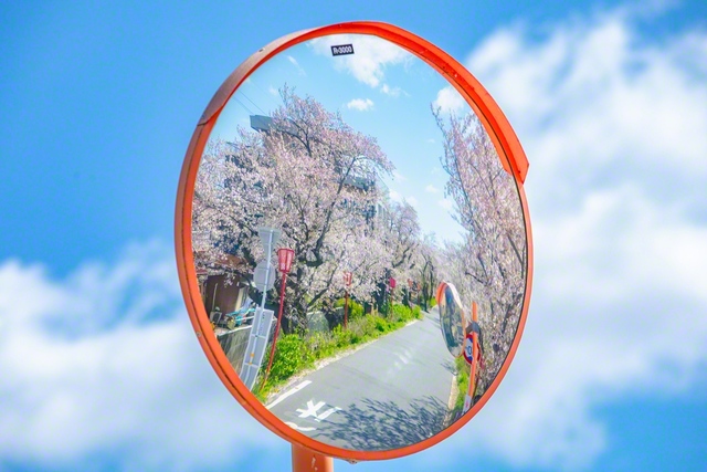 大垣市墨俣町の桜並木を映すカーブミラー
