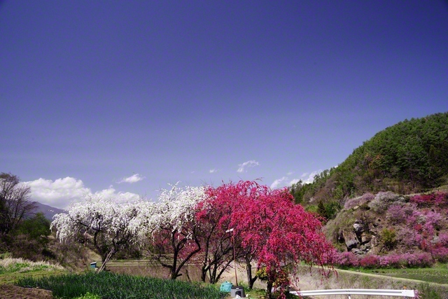 ハナモモが鮮やかに（4月11日、駒ケ根市、小松恵三通信員）