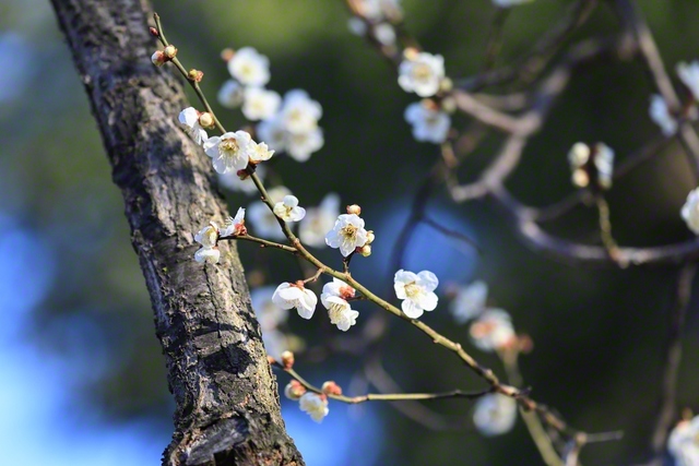 朝日を浴びる梅の花（3月22日、上田市、小林充通信員）