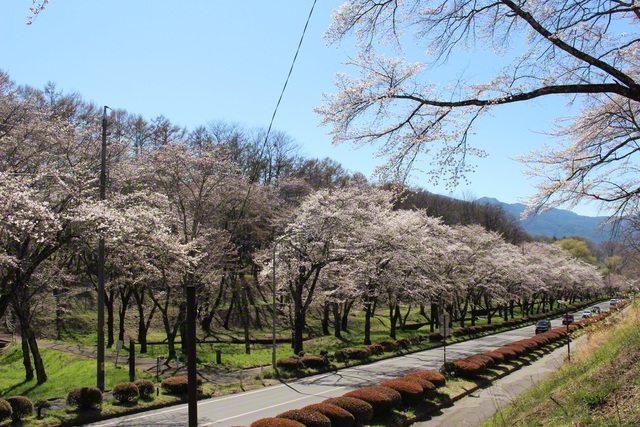 桜の花で迎えているような並木道（4月8日、茅野市、関君枝通信員）
