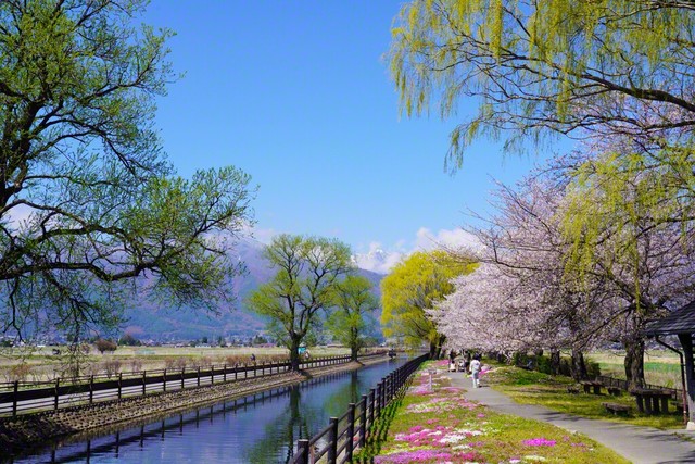 名画のような新緑の拾ケ堰（じっかせぎ）（4月8日、安曇野市、森田昭治通信員）