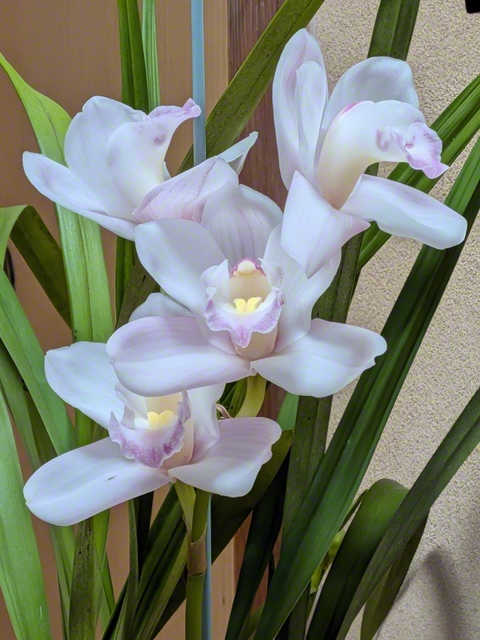 満開のランが人々を優しく迎えてくれる（4月12日、小諸市、仲澤増子通信員）