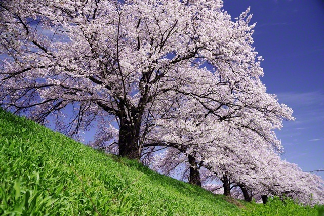横河川の桜（4月12日、岡谷市・岡谷平和会館、小松恵三通信員）