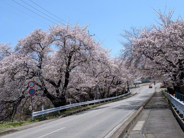 桜のトンネル（4月11日、小諸市、仲澤増子通信員）