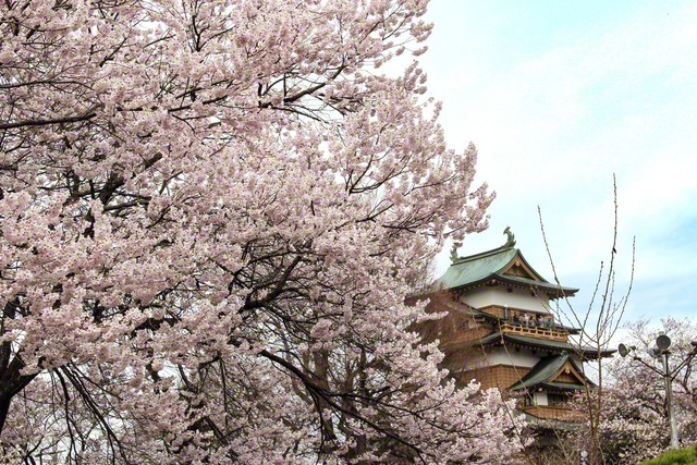高島城と桜（4月5日、諏訪市、関君枝通信員）
