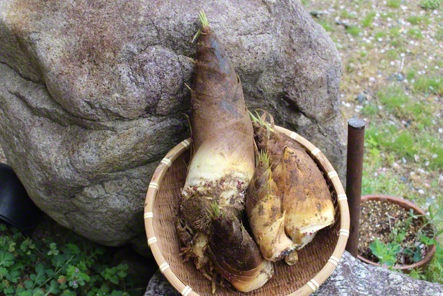 おいしそうー（4月7日、飯田市、滝沢契江通信員）