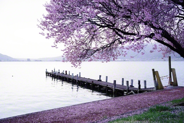 静かな朝の諏訪湖畔（4月11日、下諏訪町、小松恵三通信員）