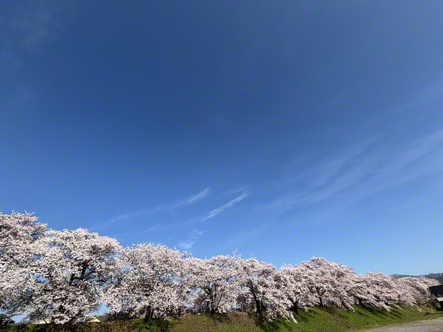 すがすがしい空と並ぶ桜（4月12日、岡谷市・岡谷平和会館、森下正幸通信員）