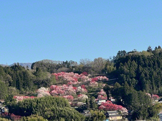 里山を彩るハナモモ（4月11日、豊丘村、菅沼美代子通信員）