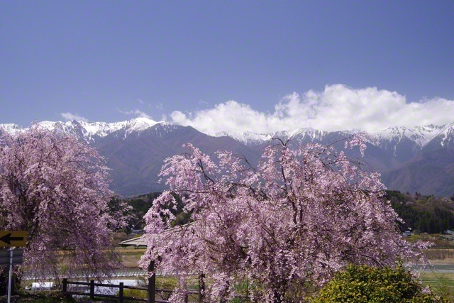 中央アルプスと桜（4月11、駒ケ根市、小松恵三通信員）