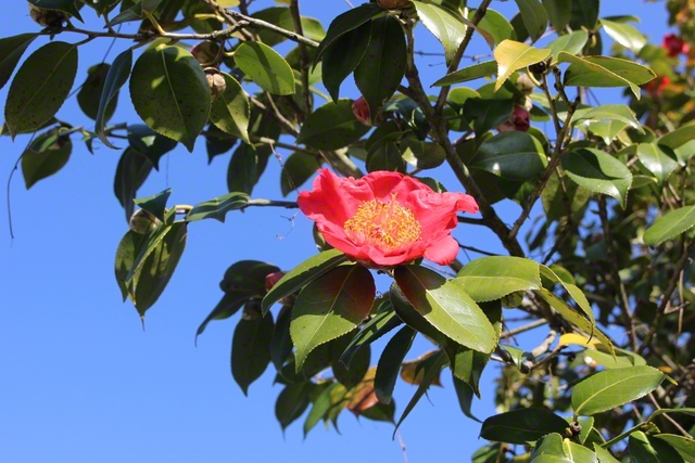 ツバキ。気取らぬ美しさがやさしい（4月3日、飯田市、滝沢契江通信員）