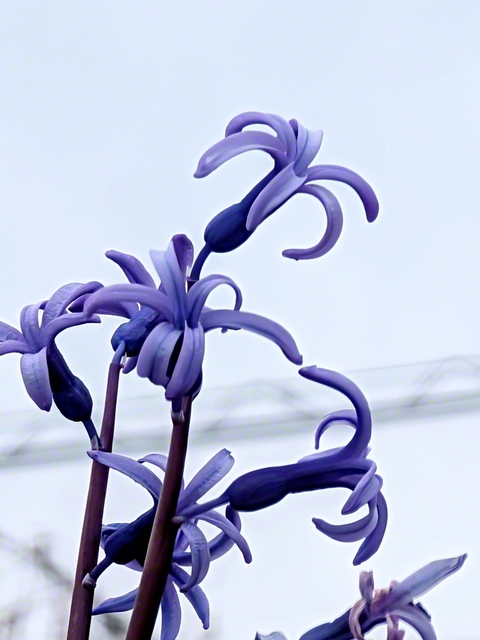 ヒヤシンス。静かに咲いても目を奪われる色（4月9日、小諸市、仲澤増子通信員）