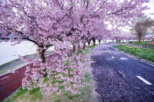 美しい花道ができた（4月11日、下諏訪町、小松恵三通信員）