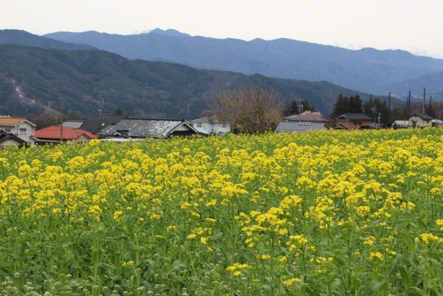 心躍る菜の花畑（4月5日、伊那市、滝沢敏彦通信員）