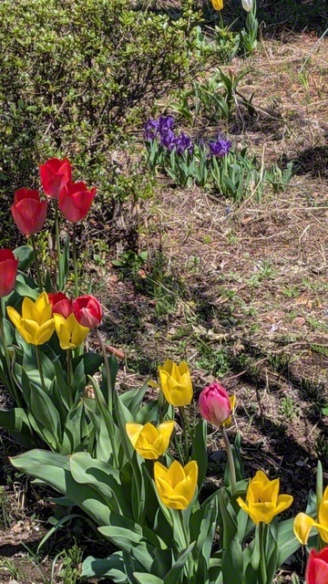 ♪咲いた　咲いた（4月19日、佐久市、荻原三智子通信員）