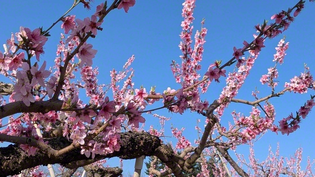 咲き乱れる桃の花（4月19日、佐久市、荻原三智子通信員）
