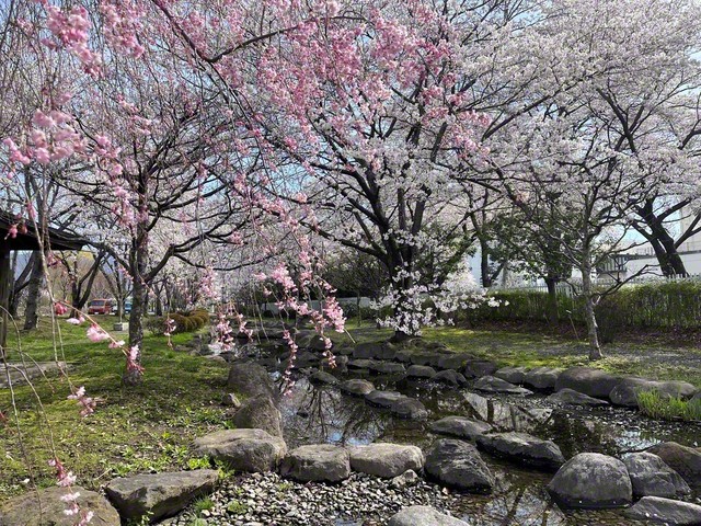 和のたたずまいが心を落ち着かせる（4月8日、諏訪市、三沢こずえ通信員）