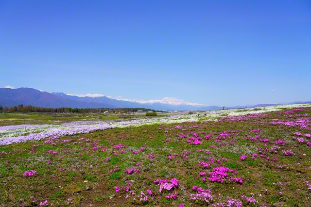 気がつくとシバザクラのじゅうたんが（4月11日、塩尻市・信州スカイパーク、森田昭治通信員）