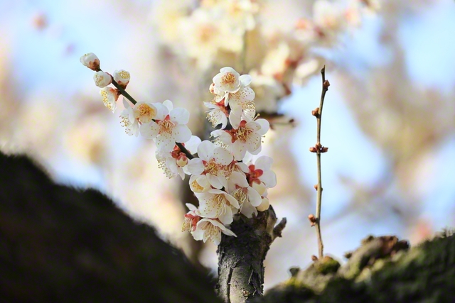 淡く、やさしく、そしてあでやか（3月22日、上田市、小林充通信員）