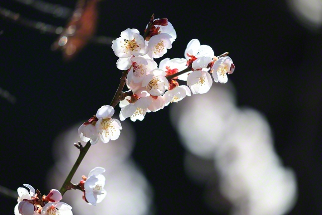 日の光で輝いて（3月22日、上田市、小林充通信員）