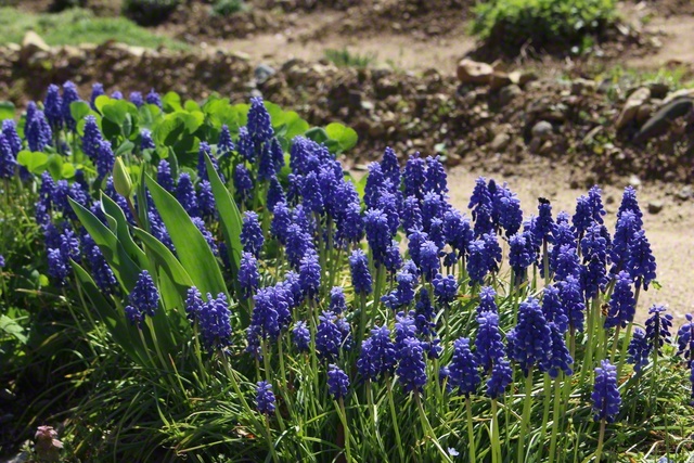 足元を深い青で染めるムスカリ（4月3日、飯田市、滝沢契江通信員）