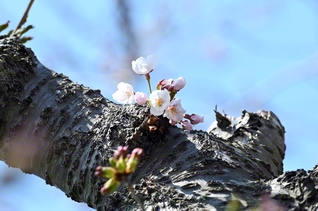 厳しい冬を越え開花した戸田墓園の桜（4月26日）