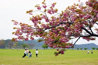 休日を楽しむ子どもたちを八重桜が見守る（鳴門市内、三島良治）