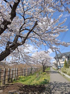 散歩日和。足を止めて見上げる人もたくさんいました