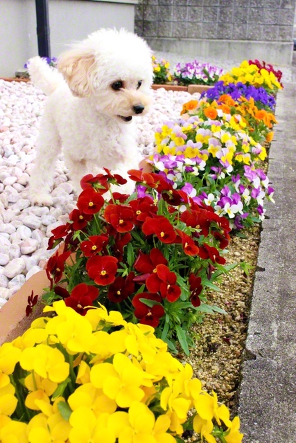 春の陽光でビオラがグングン成長。愛犬も思わずクンクン（高松市内、岡内聡子）
