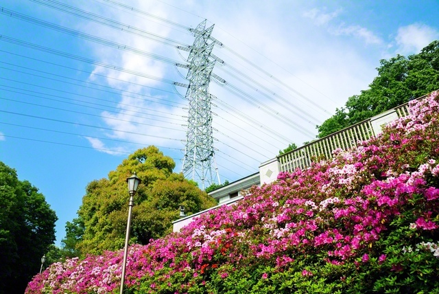 2007年5月、八王子市の東京牧口記念会館で池田先生が撮影しました。木々の若葉と色鮮やかなツツジが青空に映えています。“5月の青葉のように、生き生きと成長してくれていることが、私の何よりの喜びです”――先生は、どんな時も未来部員の活躍を願い、エールを送りました