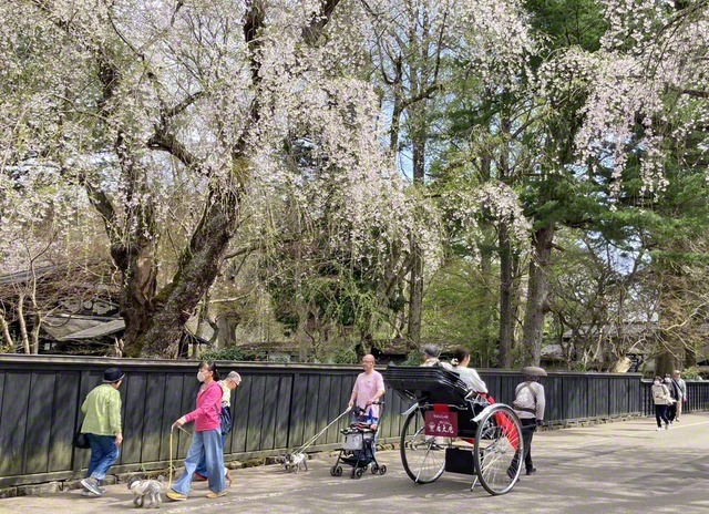 桜の下では、急がなくていい。ゆっくり味わう春も、またごちそう