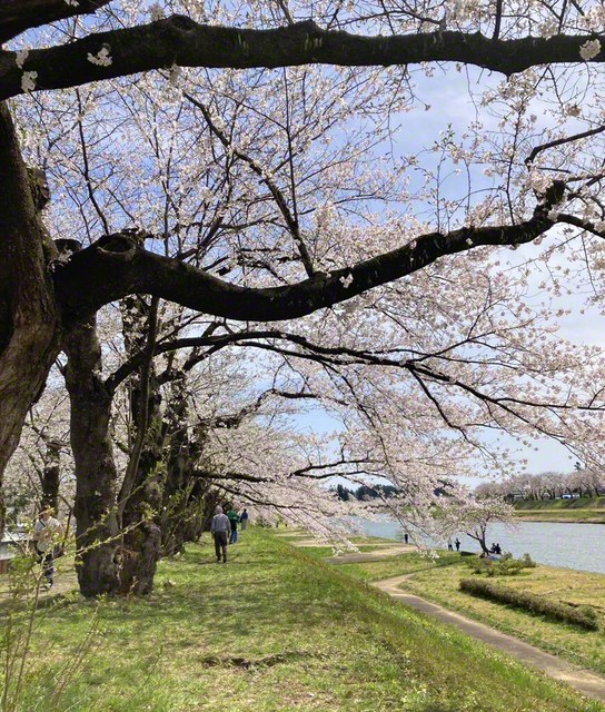 川べりを歩けば、桜がそっと寄り添ってくる。のんびり歩幅の花散歩