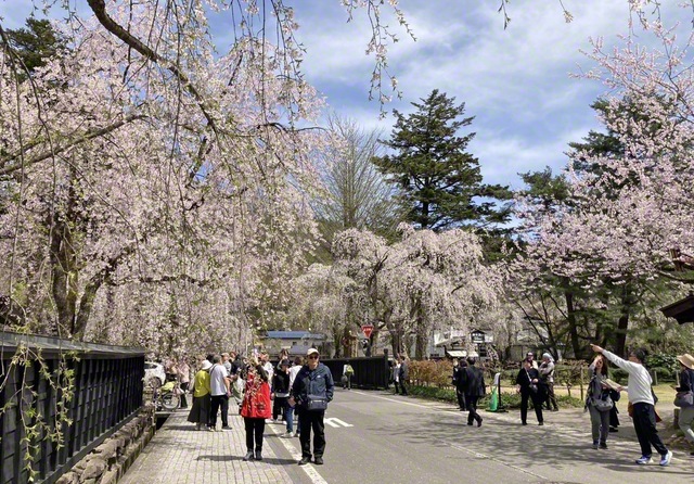 シダレザクラのカーテンをくぐれば、昔も今もやさしくつながる春景色