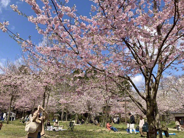 見上げれば桜、見渡せば笑顔。春の一日が、優しくほどけていく