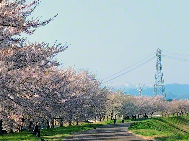 毎年のように足を運んでいます。大きく息を吸って、春の喜びに浸りました