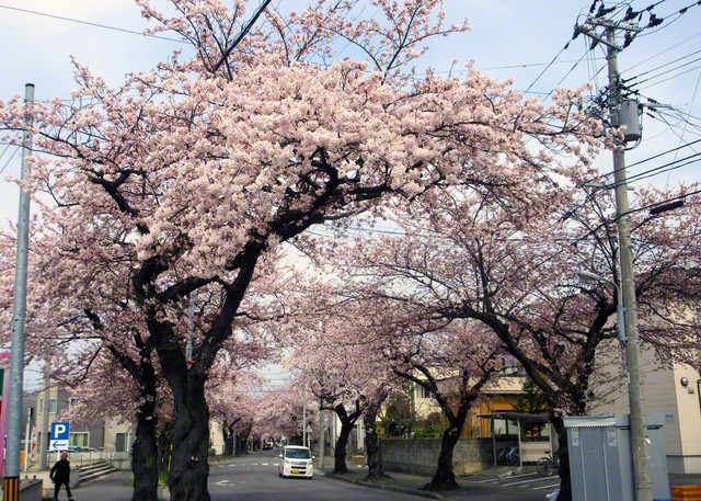 青森市桜川、飯田真悠通信員
