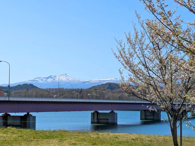 【秋田駒ケ岳と桜】