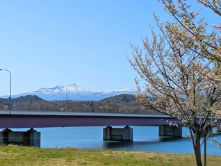 【秋田駒ケ岳と桜】