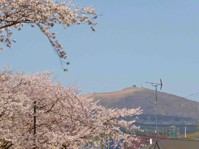 師弟有縁の地・寒風山と桜