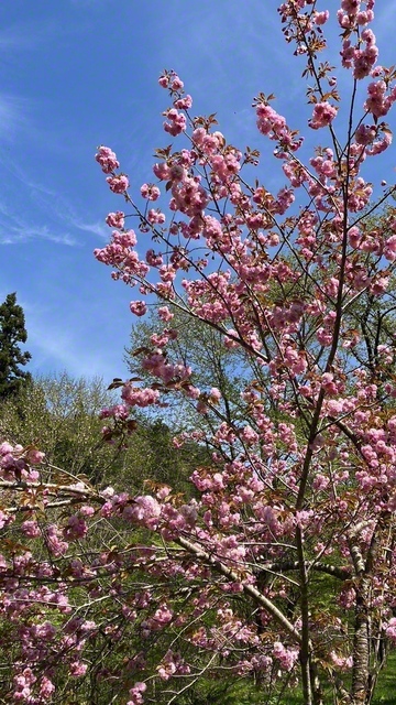 東北にも春を告げた桜。暖かい日差しは、希望に燃えて、降り注ぐ