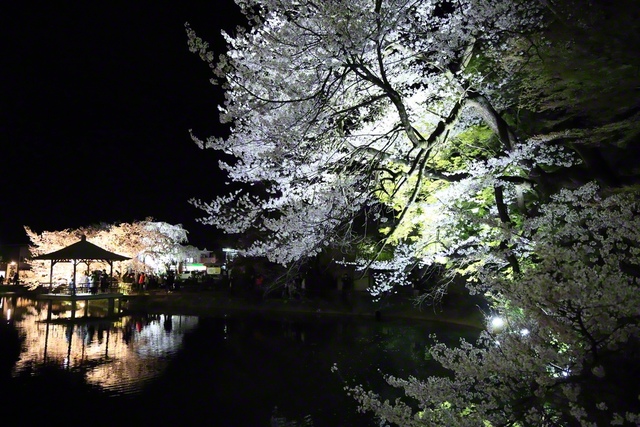 ライトアップされた桜と夜桜を楽しむ人たち
