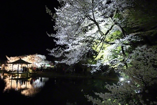 ライトアップされた桜と夜桜を楽しむ人たち
