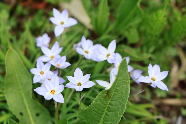 星形のかれんな花を咲かせるハナニラ（4月5日、長野市、小林充通信員）