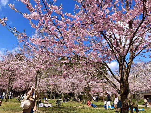 見上げれば桜、見渡せば笑顔の千秋公園（三浦元子通信員撮影）