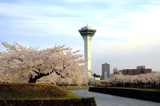 ソメイヨシノなど約1500本の桜が咲き薫った五稜郭公園（4月26日、函館市、青木洋一）